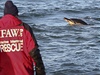Nejméně 85 delfínů uvízlo od 12. ledna na Mysu Cod na severovýchodě Spojených států
