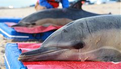 Rekordní počet delfínů uvízlo na Mysu Cod. Nikdo neví proč