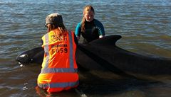 Na Zélandu znovu uvízly velryby. Budou utraceny 
