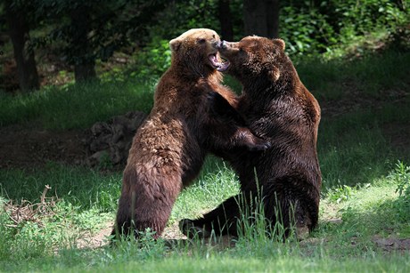 Medvědi kamčatští Jelizar a Kamčatka jsou oba již zkušenými rodiči, společně měli pět mláďat, z toho tři byla vypuštěna zpět do volné přírody.