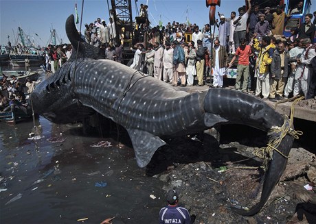 Kuriózní úlovek: v pákistánském přístavu Karáčí vytáhli z moře 12metrového žraloka.