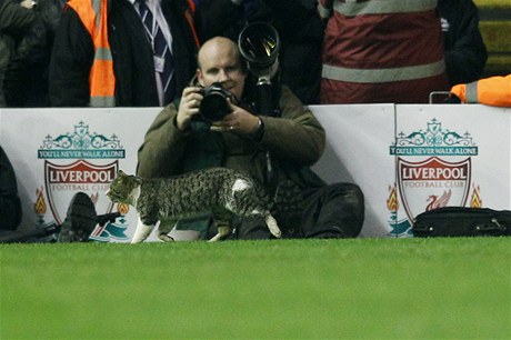Fanoušci Liverpoolu zbožňují kočku, která se během pondělního zápasu promenádovala na Anfield Road