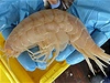 Korýš připomíná obrovskou krevetu, vědci ho objevili v moři u Nového Zélandu v hloubce sedmi kilometrů.