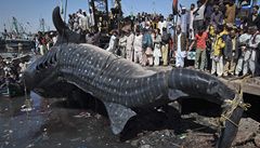 Kuriózní úlovek: v pákistánském pístavu Karáí vytáhli z moe 12metrového raloka.