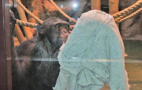 impanz v ruské zoo utírá sklo svého výbhu.