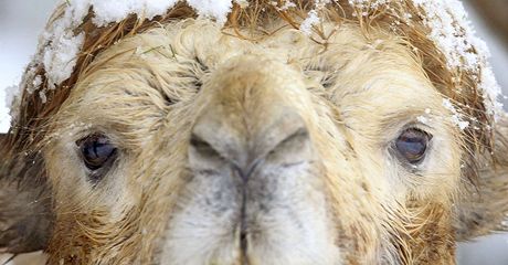 Sníh trápí i zvíata (na snímku velbloud ze zoo v Curychu)