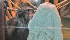 Šimpanzi a giboni v ruské zoo uklízejí své klece