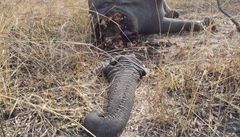 Masakr slonů. Pytláci zabili stovky zvířat