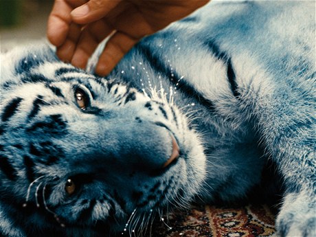 Film Petra Oukropce Modrý tygr je v kinech od 23. února.