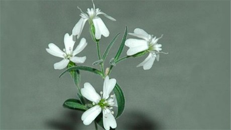 Silene stenophylla