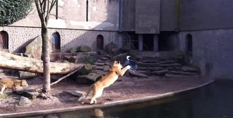 Volavka se zatoulala do výbhu lv v amsterodamské zoo