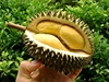 Durian