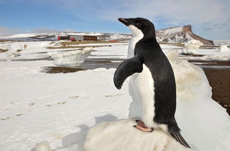 lenové vdeckého týmu, který se vrátil z psobení na Mendelov polární stanici v Antarktid (na snímku v pozadí), vystoupili 14. bezna na tiskové konferenci v Brn. Snímek z 16. února byl poízen pi jejich psobení na stanici. 