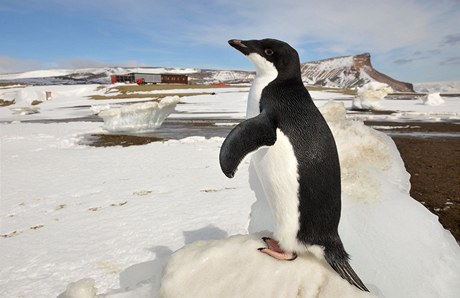 Členové vědeckého týmu, který se vrátil z působení na Mendelově polární stanici v Antarktidě (na snímku v pozadí), vystoupili 14. března na tiskové konferenci v Brně. Snímek z 16. února byl pořízen při jejich působení na stanici. 