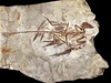 Ptačí dinosaurus používal lesklé peří ke svádění
