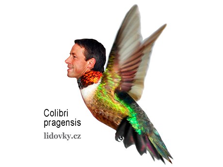 Pavel Bém: Colibri Pragensis