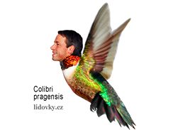 Pavel Bm: Colibri Pragensis