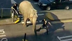 V irském městě pobíhal slon po parkovišti
