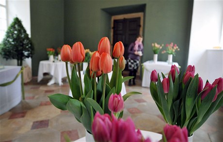 Na zámku v Buchlovicích je rozsáhlá výstava ezaných tulipán a jejich aranmá.