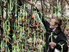Ukrajina. Mladík v Kyjev zdobí velikononí strom stovkou barevných kraslic.  