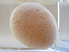 2. Vajíko se záhy pokryje bublinkami oxidu uhliitého a pravdpodobn také vyplave na hladinu. 