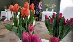 Na zámku v Buchlovicích je rozsáhlá výstava řezaných tulipánů a jejich aranžmá. | na serveru Lidovky.cz | aktuální zprávy
