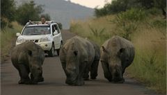 Bodyguardi s dlouhými rohy. 