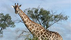 Rodinka �iraf se pásla v nejp�kn�j�ím míst� parku. 