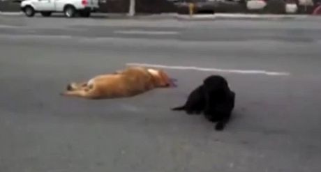 Zábr z dojemného videa, kdy fena labradora hlídkuje u tla psa, kterého srazilo auto.