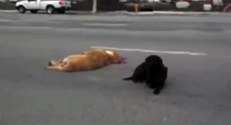 Zábr z dojemného videa, kdy fena labradora hlídkuje u tla psa, kterého srazilo auto.