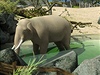 Vizualizace konečné podoby nového pavilonu slonů v pražské zoo.