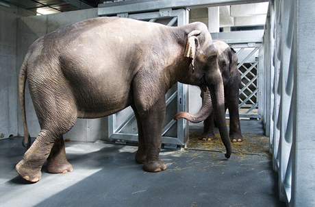 V uplynulých dvou dnech se podařilo přestěhovat do nového domova trojici slonů pražské zoo. 
