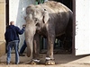 V uplynulých dvou dnech se podailo pesthovat do nového domova trojici slon praské zoo. 