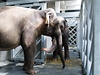 V uplynulých dvou dnech se podailo pesthovat do nového domova trojici slon praské zoo. 