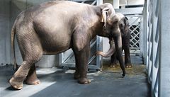 Sloni pražské zoo se přestěhovali do nového areálu