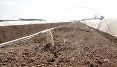Chest zaíná vylézat, kdy je teplo. "Pes noc musí být kolem plus pti stup, pes den alespo 15 stup a slunce, aby se ty hrudky prohívaly a teplo se tam akumulovalo," íká agronom Michal ervenka. 