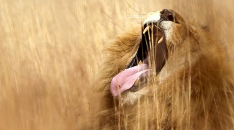 Lev zv v prodn rezervaci na okraji africk Pretorie, 29. ervna 2010.
