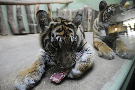 V praské zoologické zahrad si 30. dubna mohli novinái prohlédnout zrekonstruovaný pavilon kokovitých elem a plaz, který bude pro veejnost oteven 1. kvtna. 