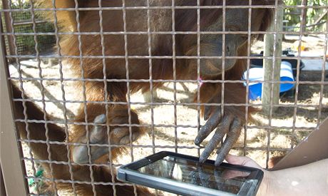 Orangutani díky iPadm komunikují s oetovateli