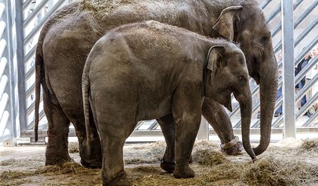 Praská zoo pivítala slonici Donnu s dcerou Tonyou 
