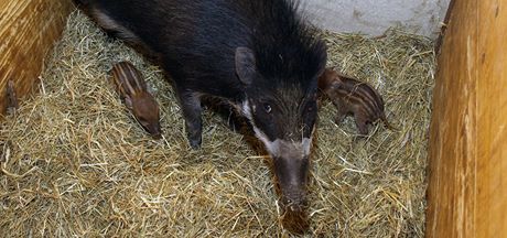 Dínská zoo jako první v esku odchovala prasata visajanská