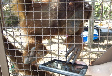 Orangutani díky iPadům komunikují s ošetřovateli