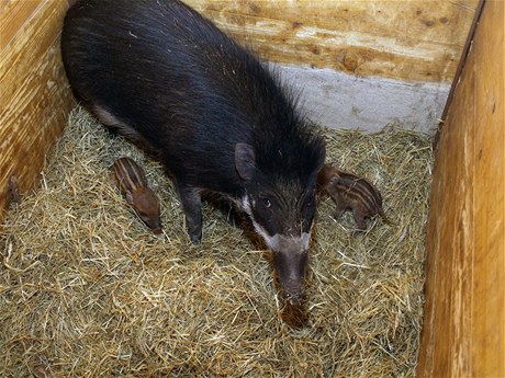 Děčínská zoo jako první v Česku odchovala prasata visajanská