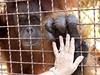 Orangutani díky iPadm komunikují s oetovateli