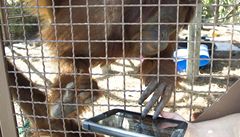 Orangutani v Miami používají iPady ke komunikaci