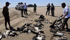 Peru doporučuje nechodit na pláže, kde uhynuly stovky ptáků