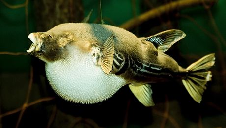 Japonská pochoutka, ryba Fugu, je velmi jedovatá. Nesprávná píprava me strávníka i zabít.