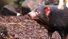 Australská stanice pomáhá přežít tasmánským čertům