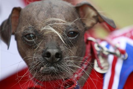 Nejoklivjím psem se stal ínský chocholatý pes z Británie jménem Mugly
