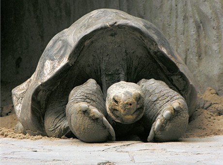    Poslední jedinec elvy sloní pintské známý jako Osamlý George, který v nedli uhynul na Galapágách, má v Praze dvojníka. Samec Antonio je Osamlému Georgovi tak podobný, e se odborníci domnívali, e jde také o elvu sloni pintskou